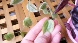 Пеперомии! #абрикос#сканденс#клузиелистная