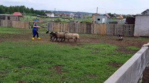 Бордер колли Вестерн. Работа с овцами. 17.06.22