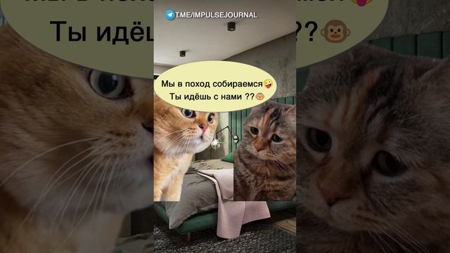 Уже взрослая #мыкотики  #разговор #анекдот #шутки #коты #юмор #смешное #прикольно #мемы #cat