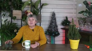 Целебные свойства Ёлки ? Настой иголок сосны ? Народные рецепты