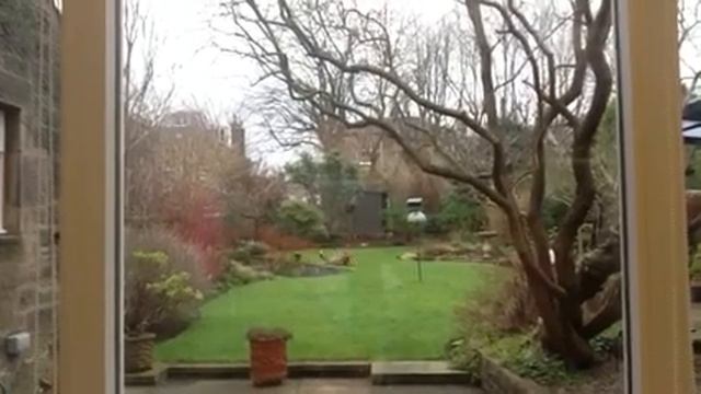 Foxes in Edinburgh garden смотреть онлайн