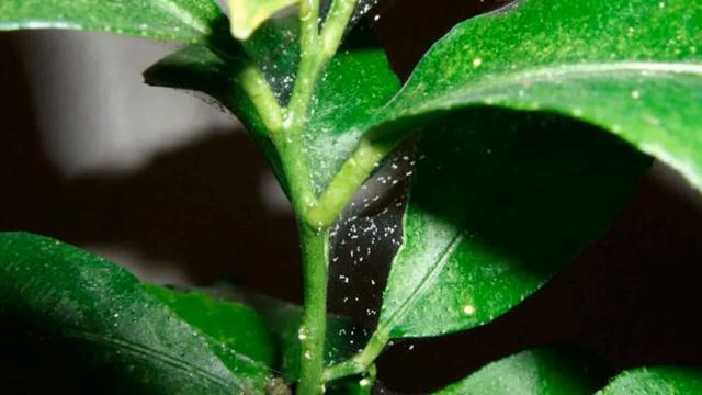 Если мы добрались до теплицы лишь в мае. (Май) (Садовод Андрей Туманов) смотреть онлайн