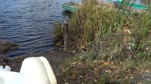 ЛЕБЕДИ  САНАТОРИЯ  МВД  ЛЕСНОЕ  ОЗЕРО   октябрь 2018 года