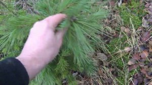 Кедр. И когда пересаживать Кедр. Смотрите Всю Рыбалку ссылка в описании и комментариях