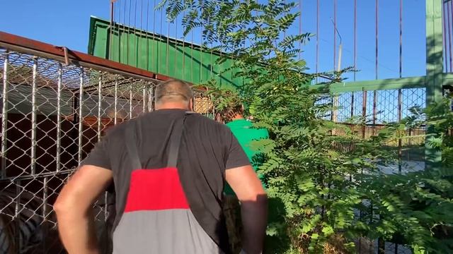 Выпуск первых суматранских тигров в ОГРОМНЫЙ ВОЛЬЕР ! смотреть онлайн