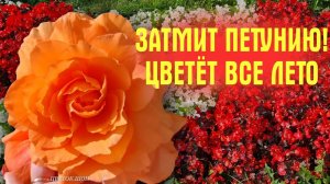 ЛУЧШИЙ ОДНОЛЕТНИК! Цветёт НЕПРЕРЫВНО С ВЕСНЫ и ДО ЗАМОРОЗКОВ! Растёт ДАЖЕ В ТЕНИ!