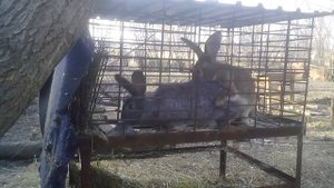 Кролики спариваются