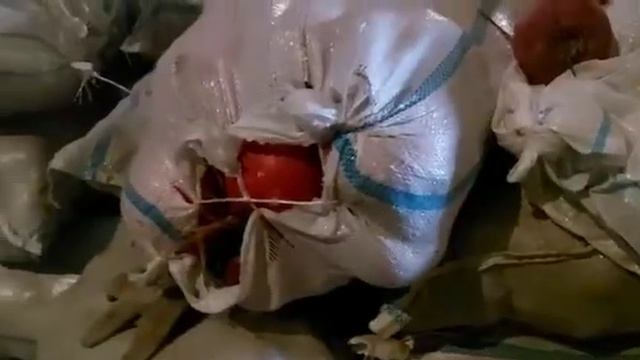 Редька и Репа 1