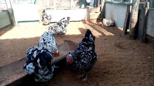 Видеоответ подписчику!! Все о Ливенской породе кур!!!