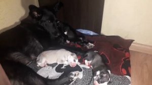 Дворняшка родила хаски!