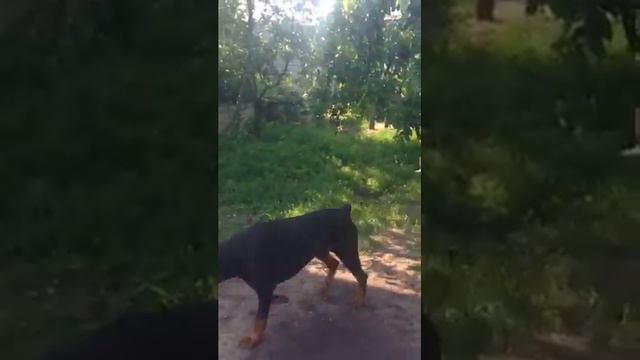 Люся доберман крейзик. смотреть онлайн