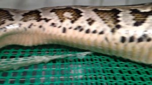 Тигровый питон линяет