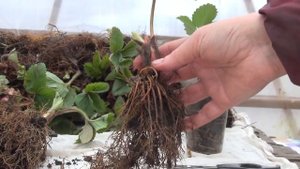 Саженцы земляники с ЗКС и ОКС. В чем отличия?