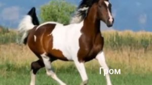 Мои друзья в Hill Cliff Horse