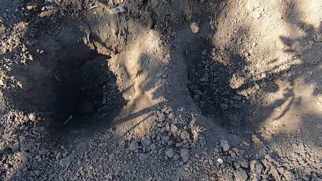Посадка и формирование рассады помидоры, для получения самого раннего урожая. Правила пасынкования.