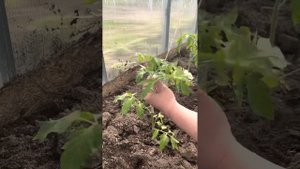 Подвязка томатов шпагатом. Свободная петля для подвязки.