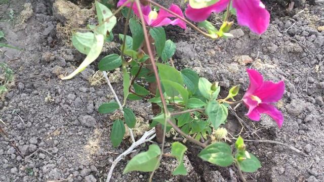 Клематис Inspiration (Вдохновение) смотреть онлайн