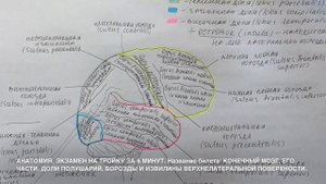 Билет 019. КОНЕЧНЫЙ МОЗГ. ДОЛИ ПОЛУШАРИЙ, БОРОЗДЫ И ИЗВИЛИНЫ ВЕРХНЕЛАТЕРАЛЬНОЙ ПОВЕРХНОСТИ.