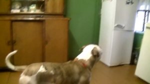 Американский бульдог Брайс-чужие в доме ))))!!!!!#americanbulldog #американскийбульдог