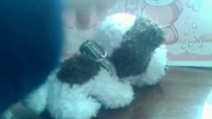 Моя коллекция  мягких собачек The Dog collection♡