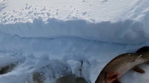 Установил жерлицы с нарезкой.  УЛОВ УДИВИЛ. Такое только в сказке. #рыбалка #туруханск #приключения