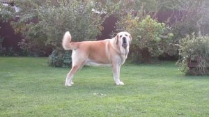 ТОП САМЫХ БОЛЬШИХ ПОРОД СОБАК В МИРЕ!!! ЭТО Нужно ВИДЕТЬ!