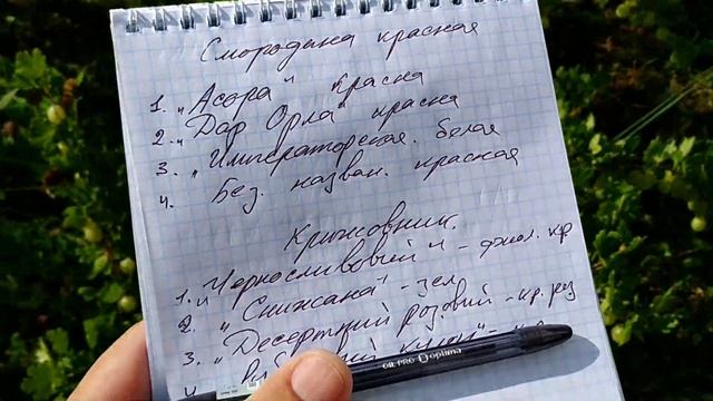 Красная смородина+крыжовник. Видео обзор сортов. смотреть онлайн