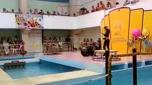 Танец морского котика.mp4