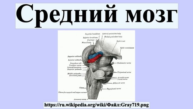 Средний мозг
