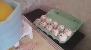 Что делать с яйцами индоуток? Конечно инкубировать???