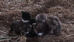 Кошки и обслуживание фронтального погрузчика