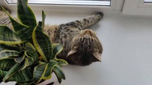 Котенок Мейн-Кун 9 месяцев метис