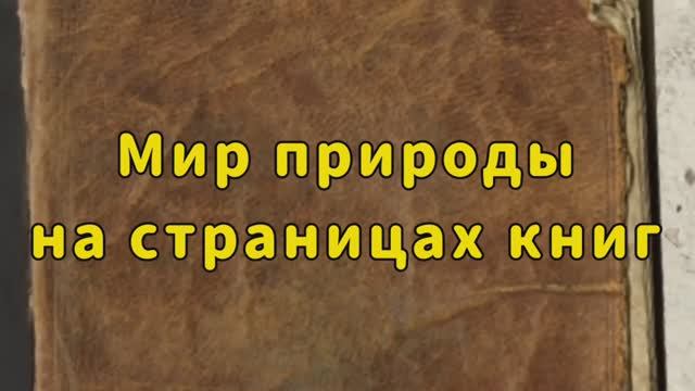 2 место. Синявская Елена Вячеславовна "Энциклопедия "В мире животных"