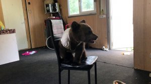 Home cub bear