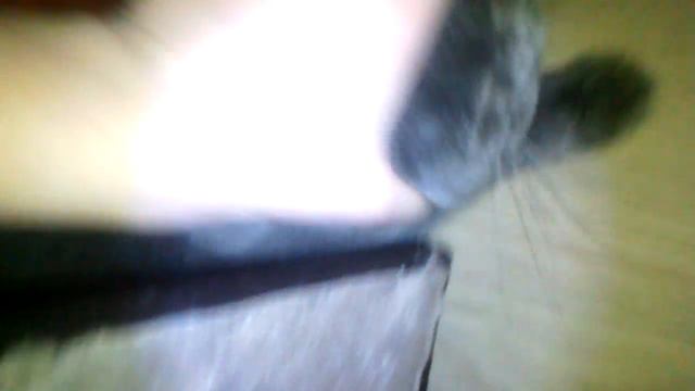 КОРОЧЕ ГОВОРЯ ТАЙНАЯ ЖИЗНЬ ДОМАШНИХ КОТЕЕК :3