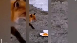 Дикая Лиса