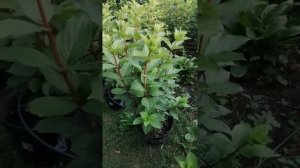 Удивительные гортензии сорта "Мэджикал Мунлайт"