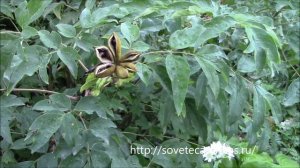 Пион древовидный от бутонов до семян. Peony seeds