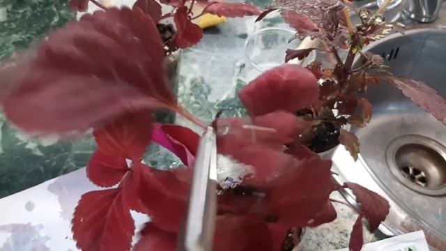 МУЧНИСТЫЙ ЧЕРВЕЦ ? Как от него избавится ? смотреть онлайн