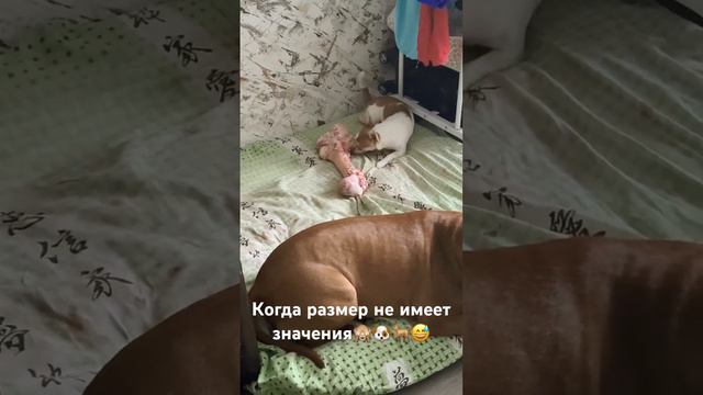 Тот самый случай, когда размер не имеет значения 😎🙈🐕😅 #американскийпитбультерьер #чихуахуа #мо смотреть онлайн