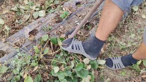 Приспособа для удаления старых кустов клубники.