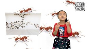 Какая же польза от муравьев? ответы Нурай