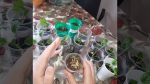 Гербера из семян. Что я делала не правильно