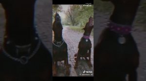 Доберманы в Tik tok / Эстетика / Doberman aesthetics