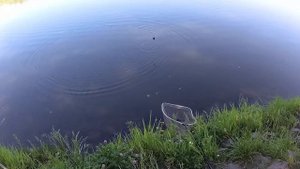 Рыбалка на Десне в июне. Покормил лещей и поймал бонус).