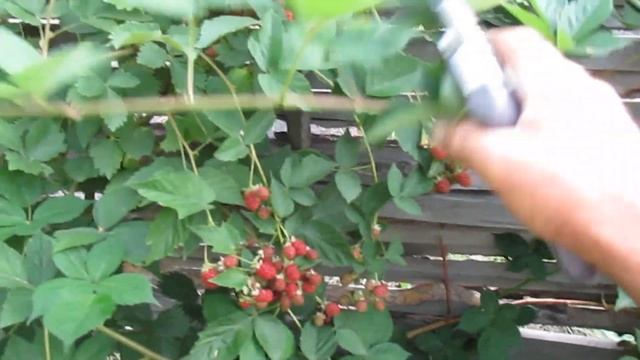 ЕЖЕВИКА. Уход за ежевикой смотреть онлайн