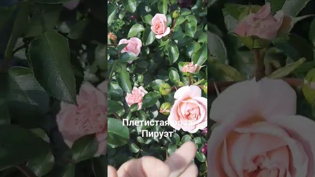 Плетистая роза " Пируэт" смотреть онлайн