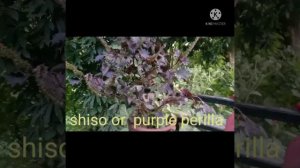 How to grow shiso or purple perilla plant easy to grow