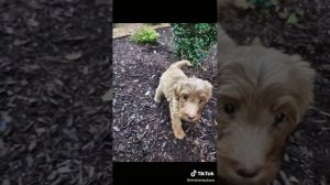 Собаки и рассмешат и умилят