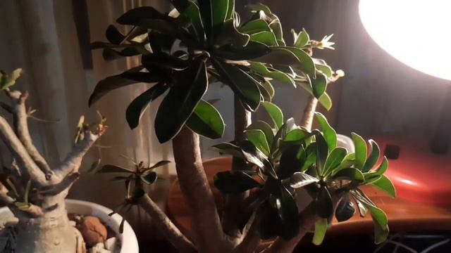 АДЕНИУМ. ФОРМИРОВАНИЕ КАУДЕКСА, ФОРМИРОВАНИЕ КРОНЫ смотреть онлайн